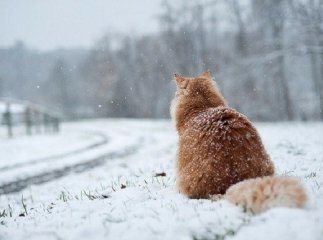 На Закарпатті відчутно потепліє: прогноз погоди на тиждень