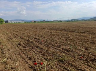 У Мукачеві скосили популярне серед любителів фотографуватися макове поле