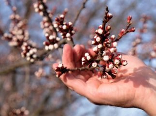 Закарпатців попередили про заморозки в ніч на суботу