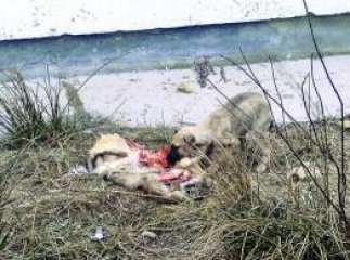 В Мукачеві їдять собак?!