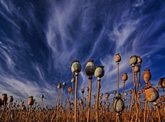 Жителька Мукачівщини заявила, що 50 стебел маку вирощувала для кулінарії і не чула про наркотики