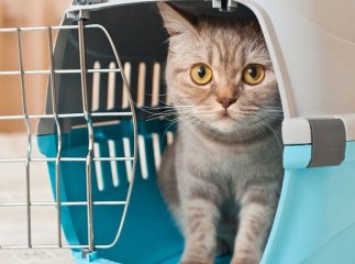 Для українців, у яких є собаки та коти, повідомили про введення змін Для українців, у яких є собаки та коти, повідомили про введення змін