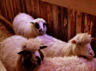 Три дні в Ужгороді виступатиме вертеп зі справжніми тваринками