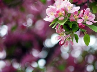 Короткочасні дощі та заморозки: синоптики дали прогноз на перший тиждень травня