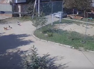 У мережі показали відео, як зграя собак накинулася на дитину