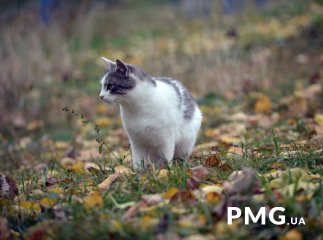 Прикмети на листопад