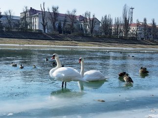 Лебедя, який опинився у крижаній пастці, приїхали визволяти рятувальники
