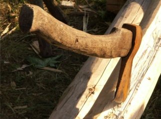 Закарпатці незаконно рубали ліс в Тверській області