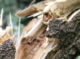 У Сваляві на дах лікарні впало дерево