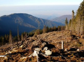 На Перечинщині чоловік зрубав дерева в заповіднику
