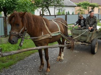 20-річний хлопець вкрав коня та підводу