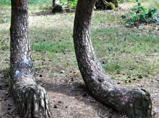 Дивне та аномальне явище, про яке розповідають багато туристів, зустрічають і на Закарпатті