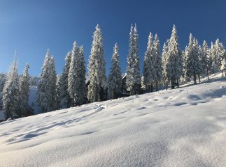 Мережу підкорюють фото засніженого Драгобрата