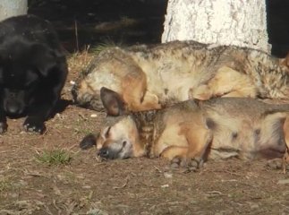 Агресивні та небезпечні: в одному з міст Закарпаття виникла проблема