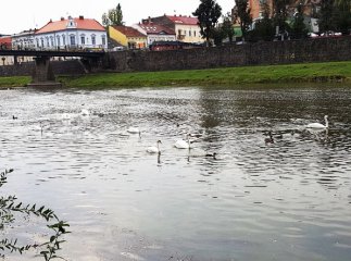 В Ужгород прилетіли семеро "пернатих" гостей