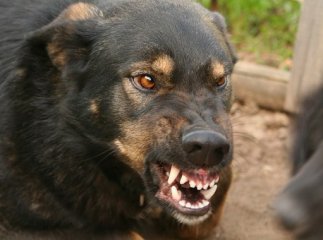 У Виноградові собака, хвора на сказ, укусила чотирирічного хлопчика