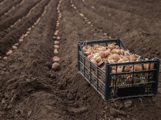Чим обробити картоплю перед посадкою, щоб був більший урожай