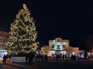 Головна ялинка Ужгорода-2022 буде штучною та розташовуватиметься у новому місці