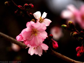 У центрі Мукачева зацвіла "шалена" сакура