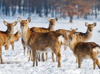 Українцям розповіли про унікальні оленячу ферму та сироварню, розташовані на Закарпатті