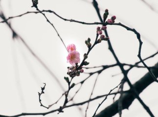 У Мукачеві на початку зими розквітла «шалена» сакура