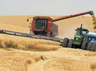 Відсутність снігу ніяк не впливає на озимі культури, посіяні 2012 року – Олександр Юрик