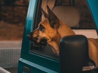 Собака підстрелив жінку з рушниці, сидячи в авто