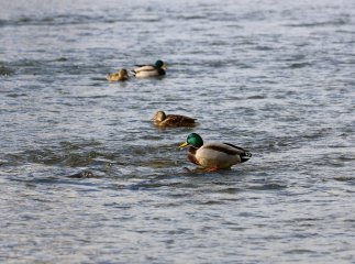 Чи можна купатися у водоймах Ужгорода: у міській раді дали роз’яснення