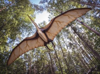 Парк динозаврів та розваг "DinoPark" на Закарпатті: коли відкриття та графік роботи