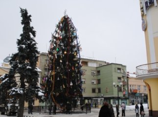 Мукачево визначилось із головною ялинкою міста