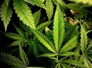 На Ужгородщині у парнику міліціонери знайшли дванадцять кущів "трави"