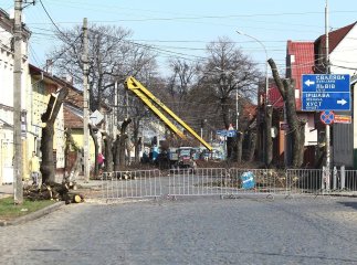 У Мукачівській громаді обстежать та видалять аварійні дерева