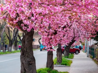 Які надходження отримало Закарпаття від туризму