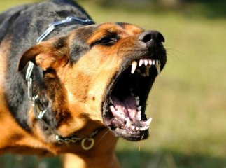 У Мукачівській ТГ виявили сказ собаки