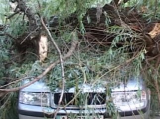 В Ужгороді старе дерево впало і розтрощило 4 автомобілі (ВІДЕО)