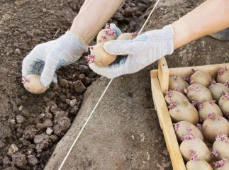 На Закарпатті радять розвивати сільське господарство для багатих