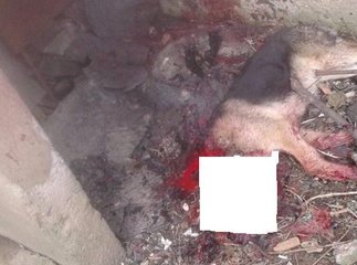 Підозрюваний ужгородець розповів, чому при людях вбив собаку