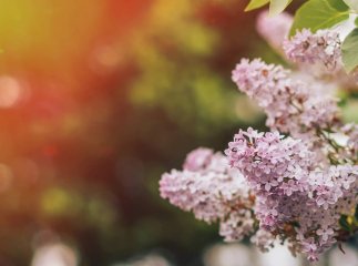 Чи прийде потепління до кінця квітня: синоптик оновила прогноз