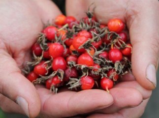 На Закарпатті другу добу шукають жінку, яка заблукала