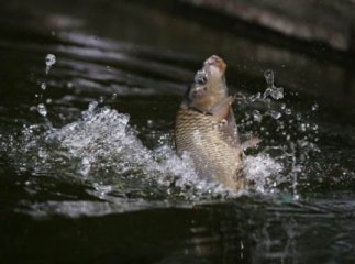 У річках та водоймах Закарпаття до 25 травня заборонено виловлювати рибу