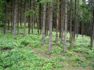 На Хустщині судитимуть майстра лісу
