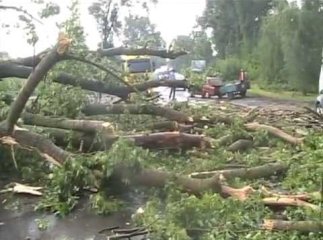 На Великоберезнянщині впавше дерево перекрило проїзд по дорозі