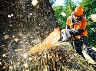 На Закарпатті патрульні затримали 40 кубів "лівого" буку