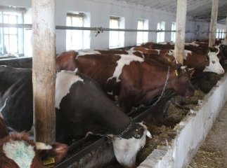 Вчора у Рафайнові горів корівник