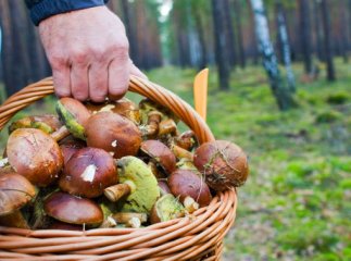 На Закарпатті чоловік пішов по гриби і зник безвісти