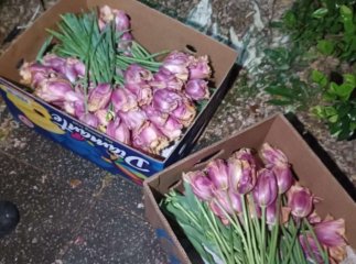 Затримано чоловіка, який може бути причетним до зриву тюльпанів із міської клумби