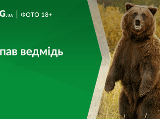 На Закарпатті ведмідь наробив біди?