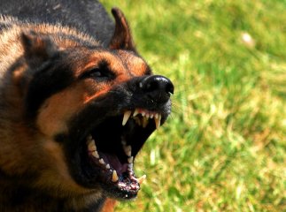 На Берегівщині сусідська собака покусала 4-річну дівчинку