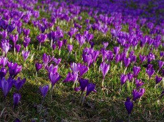 У дендропарку "Березинка" пік цвітіння шафрану Гейфеля