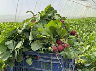 У Заріччі на Закарпатті вже збирають перший урожай редиски та капусти